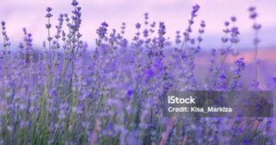 Lavanda – kraljica umirujućih biljaka