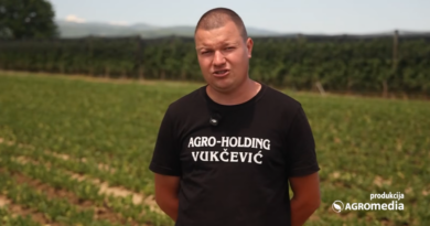 Celer traži mnogo rada, ali se isplati: Porodica iz Počekovine otkriva recept za uspešno gajenje ove biljke!
